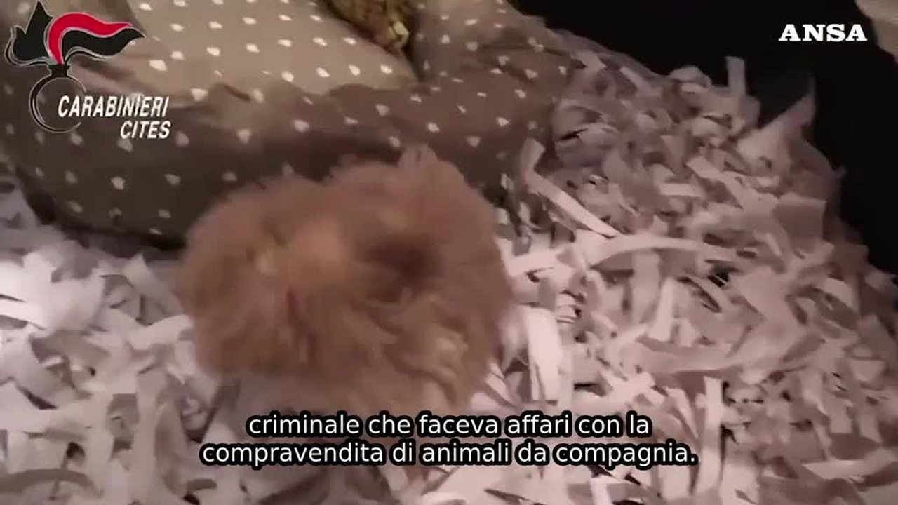 vendevano cuccioli malati e imbottiti di medicine orrore a napoli trovati i cadaveri di diversi cani da Virgilio.it vendevano cuccioli malati e imbottiti di medicine orrore a napoli trovati i cadaveri di diversi cani