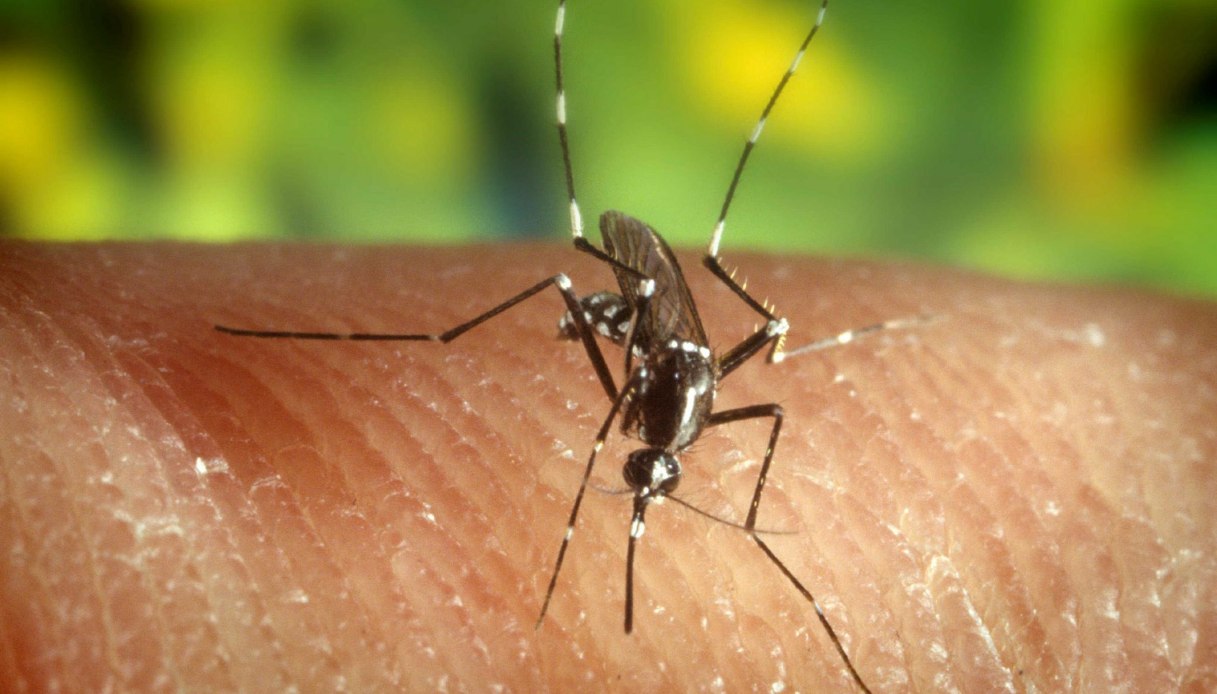 da dengue a west nile chinkungunya e usutu il numero dei casi presenti in italia gi249 i dati sulla mortalit224 da Virgilio.it da dengue a west nile chinkungunya e usutu il numero dei casi presenti in italia gi249 i dati sulla mortalit224