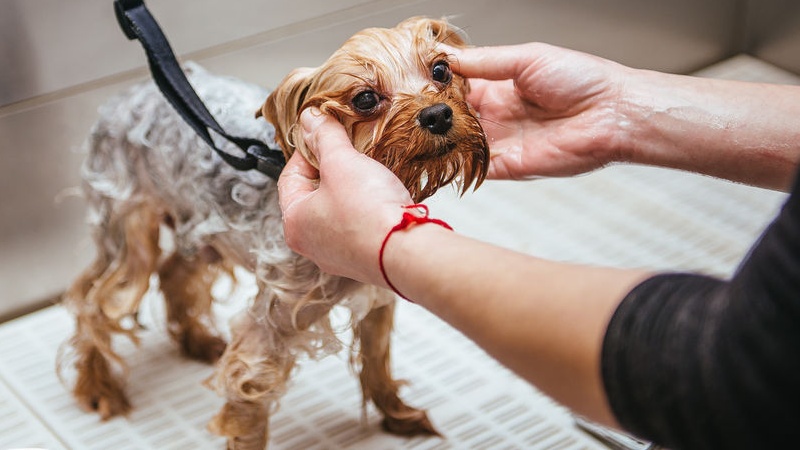 Ogni quanto lavare e tosare il cane: le regole da conoscere