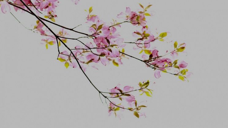 Tatuaggio con fiori di ciliegio: significato e dove farlo