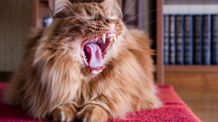 Stomatite Del Gatto Cosè E Come Si Cura Paginegialle Magazine