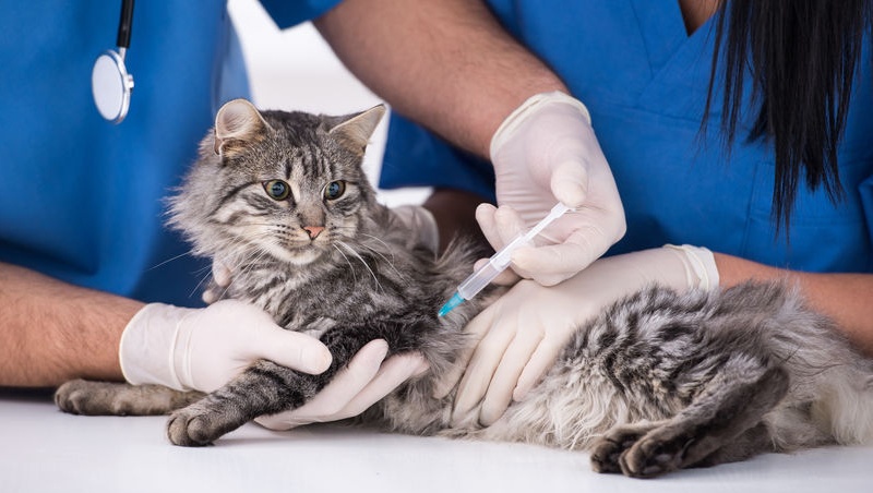 Stomatite Del Gatto Cosè E Come Si Cura Paginegialle Magazine