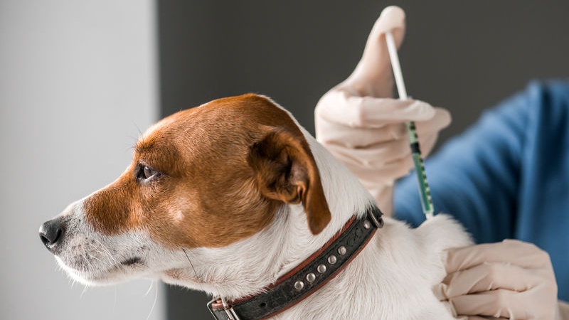 ozonoterapia per cani: cos'è?