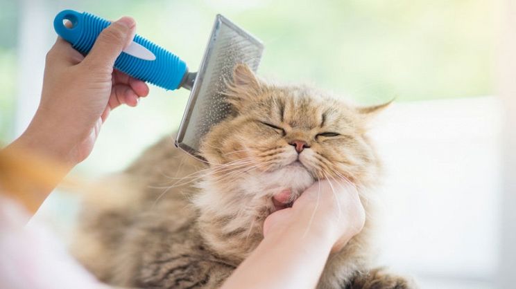 Come curare il pelo del gatto Persiano