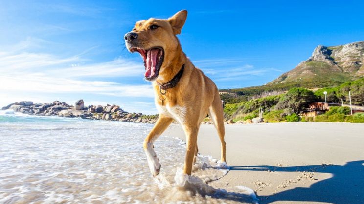 Displasia Dellanca Del Cane Come Riconoscerla E Curarla