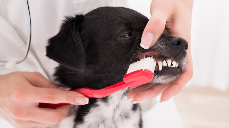 pulizia dei denti del cane