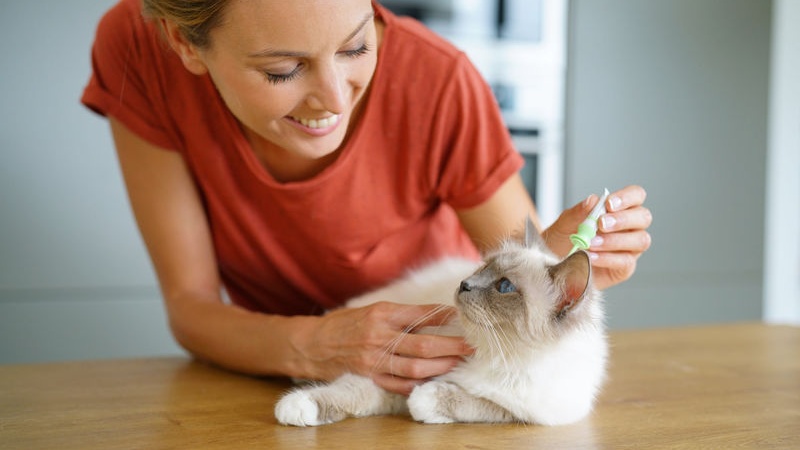 Deworming Collare Repellente Naturale di parassiti e Insetti per Cani Collare antiparassitario per Gatti Protezione Contro Insetti e parassiti