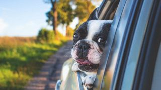 Divisorio auto per cani: modello a rete o a griglia?