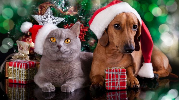 Quale Regalo Per Natale.5 Regali Da Fare Al Tuo Pet Per Natale Pg Magazine