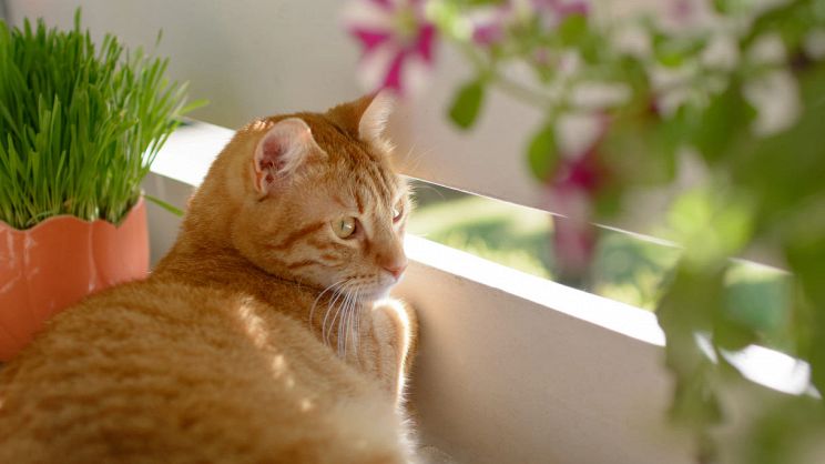 Balconi in sicurezza per gatti e altri consigli utili