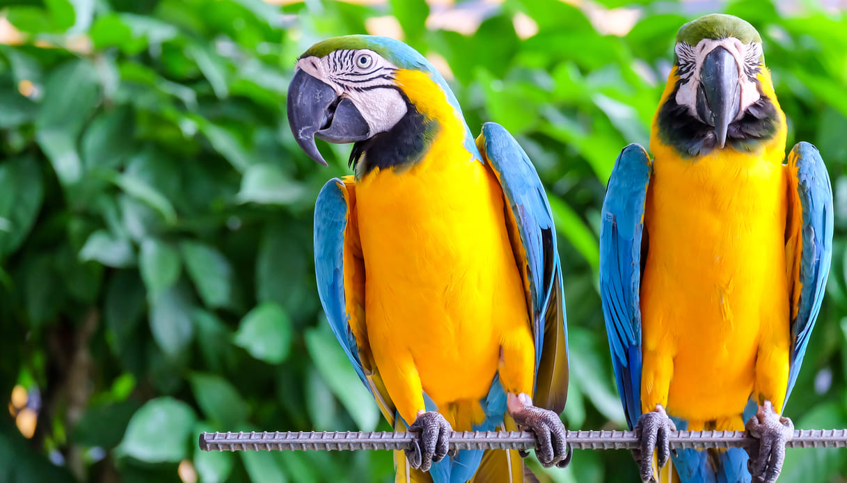 pappagalli parlanti