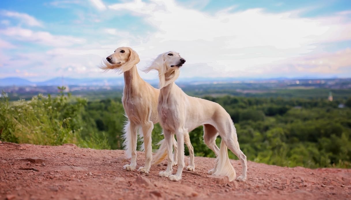 Rapallo quintuplica le multe per i padroni di cani che non ne