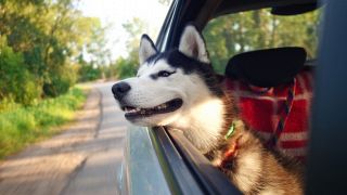 Divisorio auto per cani: modello a rete o a griglia?