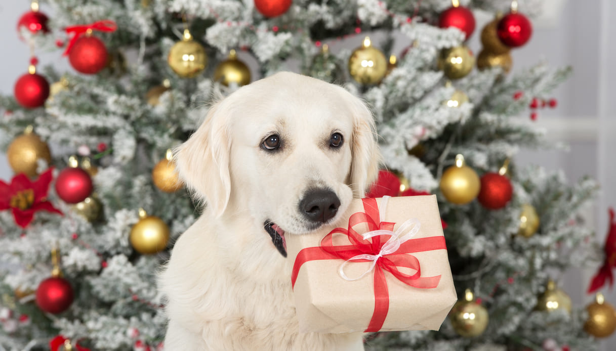 Cosa regalare al cane per Natale: 10 idee originali | PG Magazine