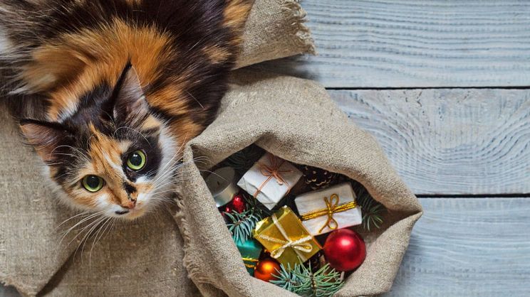 10 regali di Natale perfetti per gli amanti dei gatti - greenMe