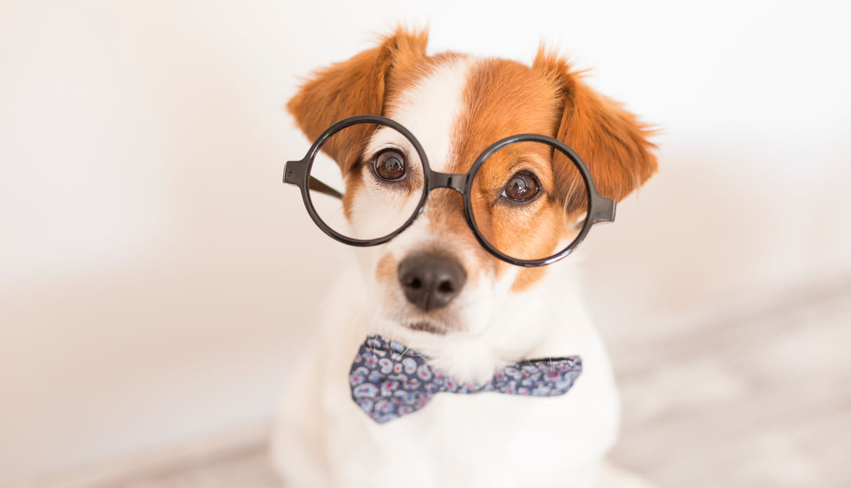 I 10 cani più intelligenti: quali sono?