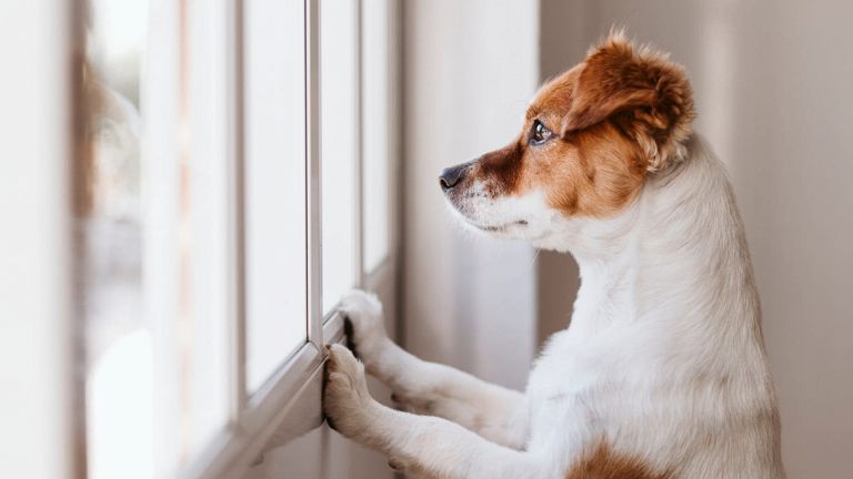 Cani che possono stare da soli: quali sono? | PG Magazine