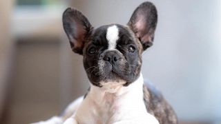 Bouledogue francese o bulldog francese? Nome corretto e varianti