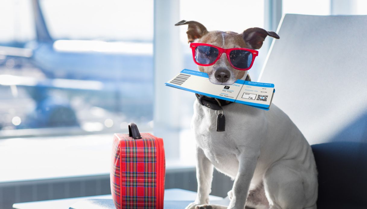 Viaggiare con il cane: 15 oggetti utili per una vacanza a 4 zampe