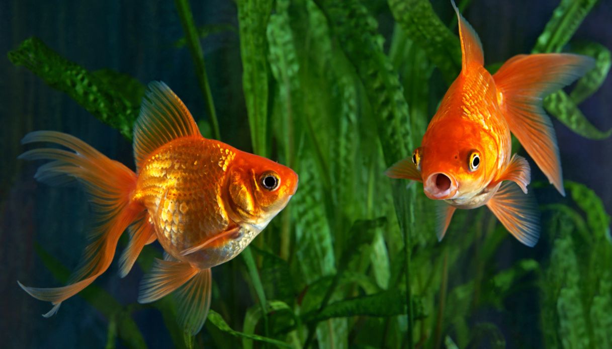 Come allestire un acquario per pesci rossi