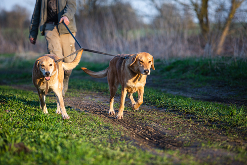 Guinzaglio Cane, Guinzaglio Elastico per Animali Domestici