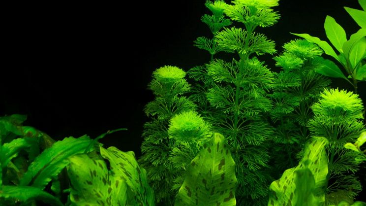 Esempio acquario con piante 1 come scegliere le piante in acquario