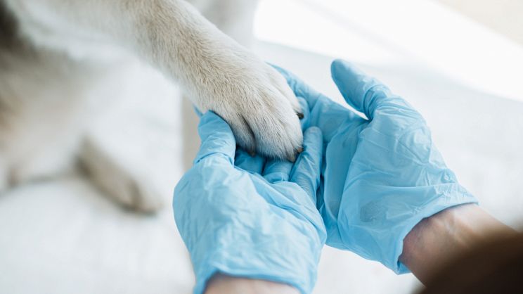 Cappotti per cani  Clinica La Veterinaria