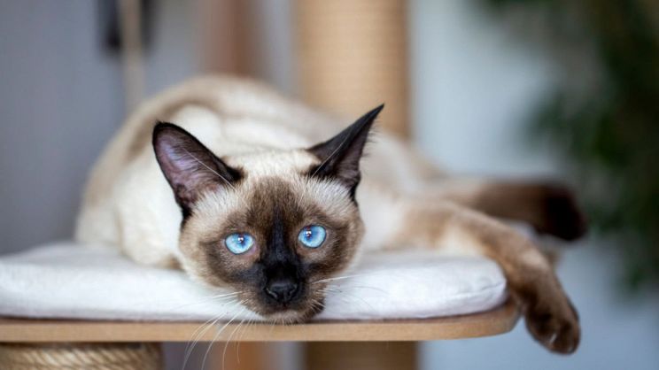 Gatto siamese: caratteristiche, prezzo, curiosità