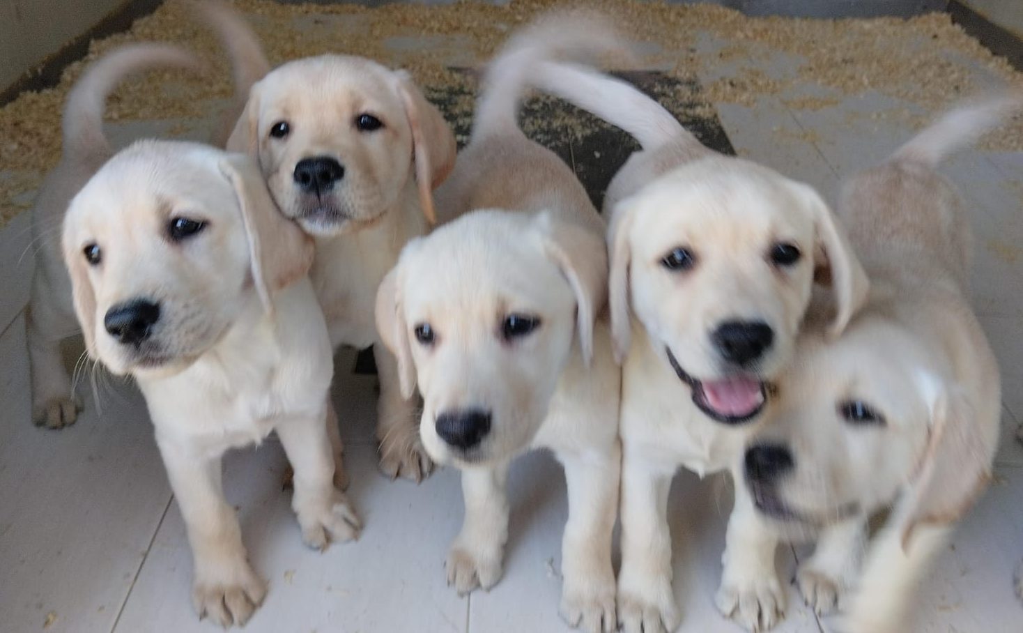 La Casa degli Animali, pensione per cani e gatti felici, a Roma