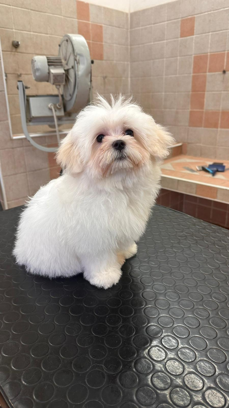 Toelettatura Animali Domestici: I Rischi Da Evitare | Il Salvagente - Foto 10