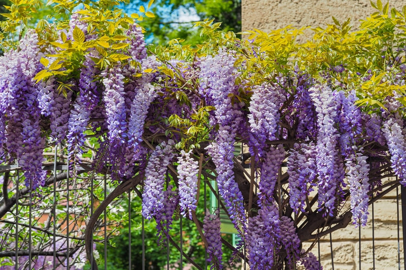 piante e fiori da giardino che resistono al freddo