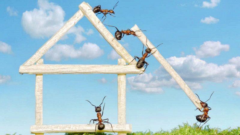 Rimedi naturali contro formiche, zanzare e mosche