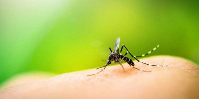 Rimedi naturali contro le zanzare