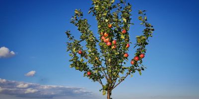 Innesto per alberi da frutto