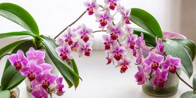 orchidee cura