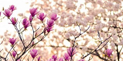 Potatura magnolia