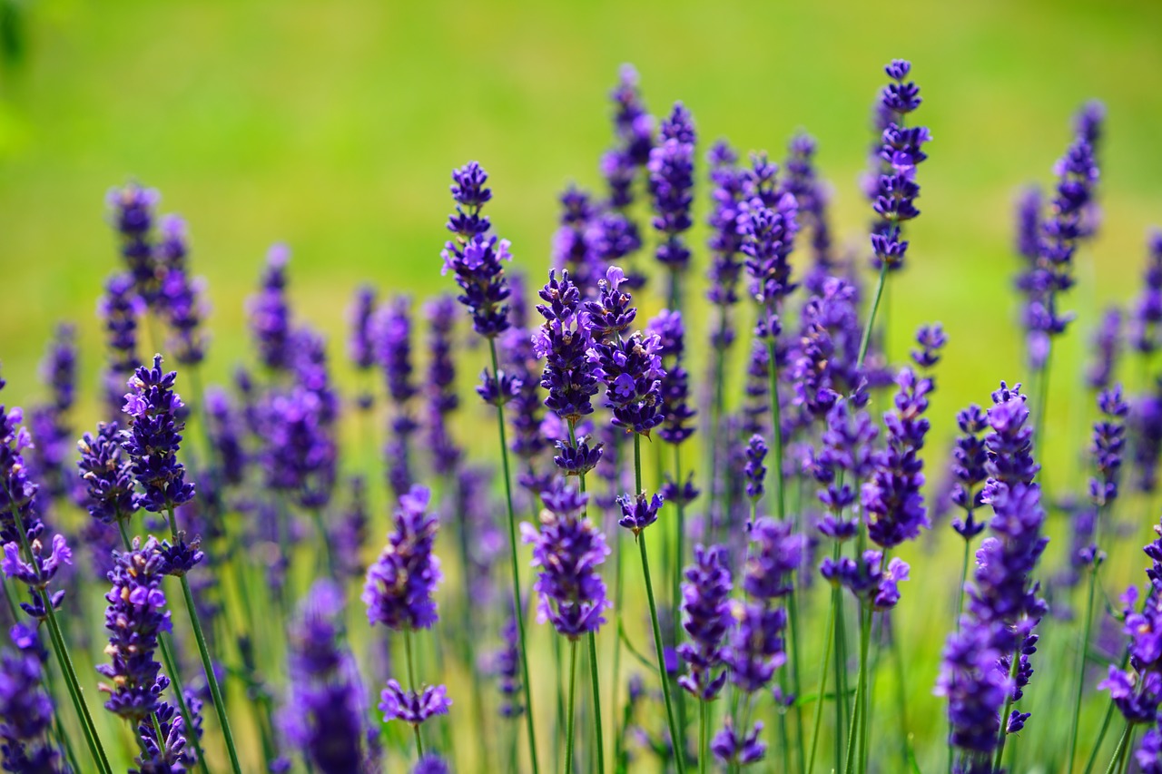 Come E Quando Potare La Lavanda