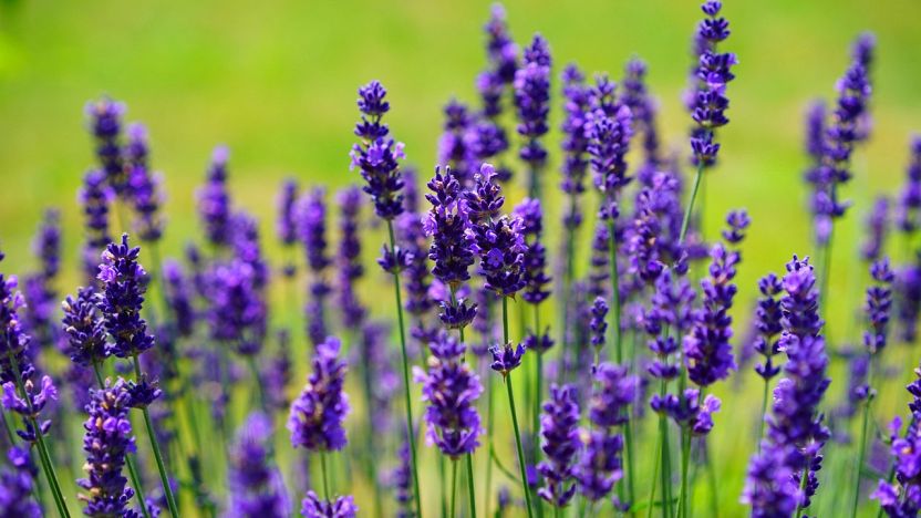 Come E Quando Potare La Lavanda