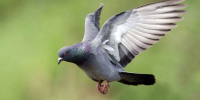 come allontanare i piccioni in modo naturale