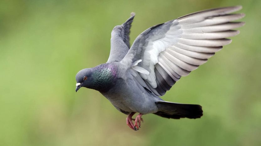 Come allontanare i piccioni dal balcone in modo naturale