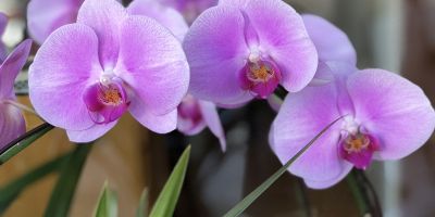 Rinvasare le orchidee