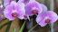 Rinvasare le orchidee
