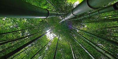 Legno di bambù: caratteristiche tecniche di questa essenza esotica