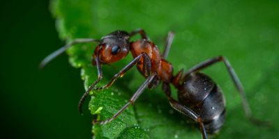Come eliminare le formiche dal giardino?