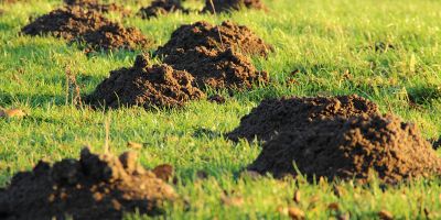 Disinfestazione talpe: come allontanare questi animali dal giardino?