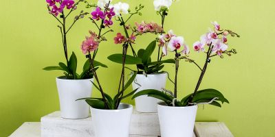 Malattie Orchidea: quali sono e come curarle