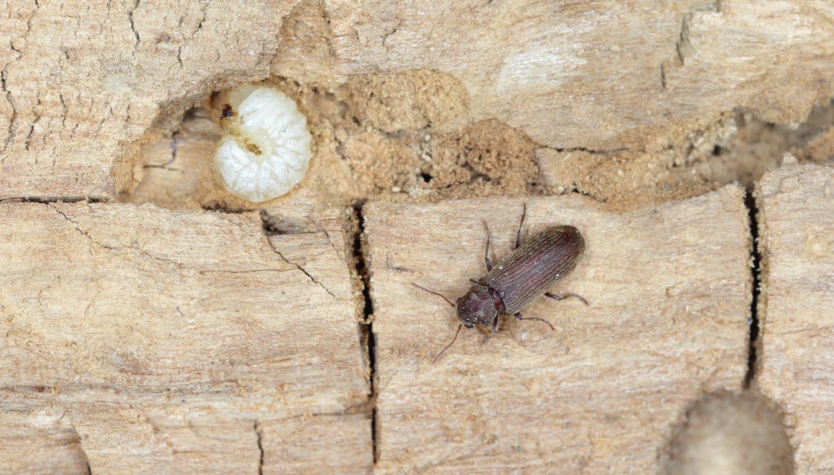 Hai trovato dei Piccoli Insetti Marroni in cucina