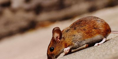 Esche e trappole per topi: quali sono i sistemi più efficaci?