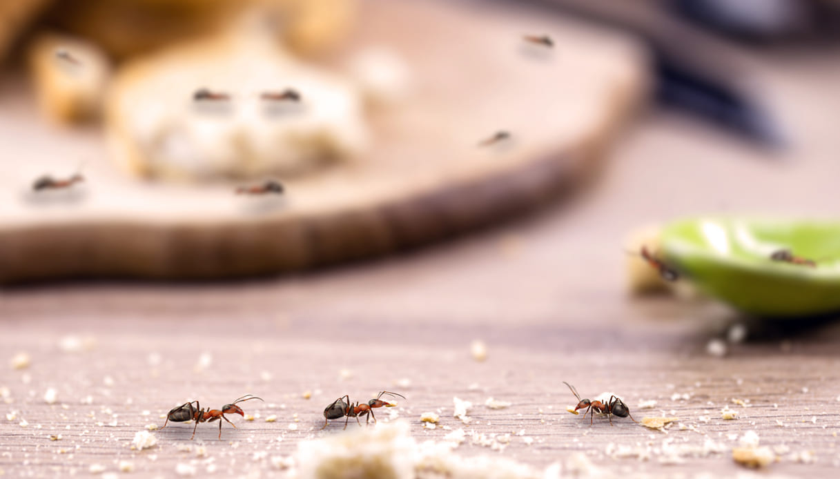 3 pezzi AEROXON formiche-ESCA combattuto il tutto formiche nido 