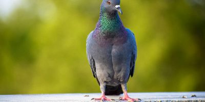 Dissuasori efficaci per piccioni: tipologie e normativa